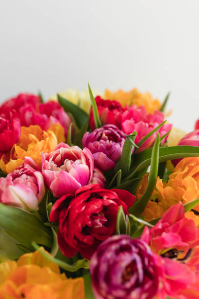 tulpen, blumenstrauß - garden decoration stock pictures, royalty-free photos & images