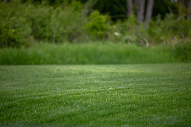 turf in backyard - garden decoration stock pictures, royalty-free photos & images