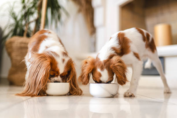 two cavalier king charles spaniel eating - food stock pictures, royalty-free photos & images