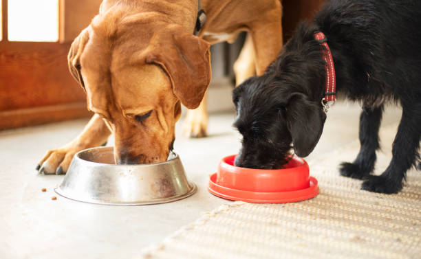 two dogs eating together from their food bowls - food stock pictures, royalty-free photos & images