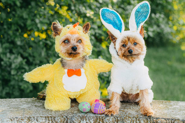 two dogs in chicken and bunny costumes - garden decoration stock pictures, royalty-free photos & images