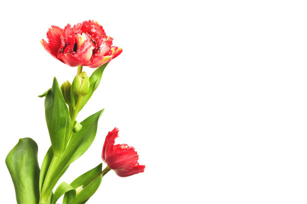 two red spring tulip flowers isolated on white background with copy space - garden decoration stock pictures, royalty-free photos & images