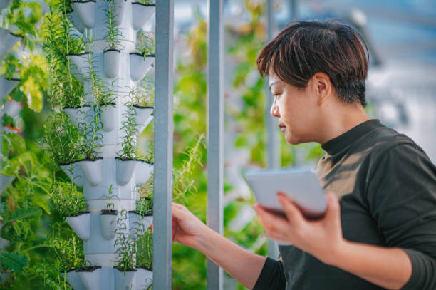 une femme chinoise asiatique examinant des menthes dans une serre hydroponic vertical farm eco system comparant la date avec une tablette numérique - garden decoration photos et images de collection