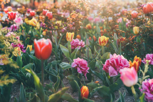 variety of blooming fragrant flowers in the garden - garden decoration stock pictures, royalty-free photos & images
