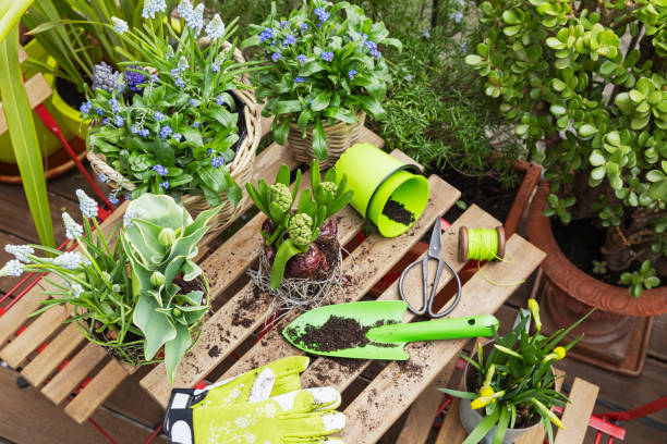various flowering plants with gardening equipment on table - garden decoration stock pictures, royalty-free photos & images