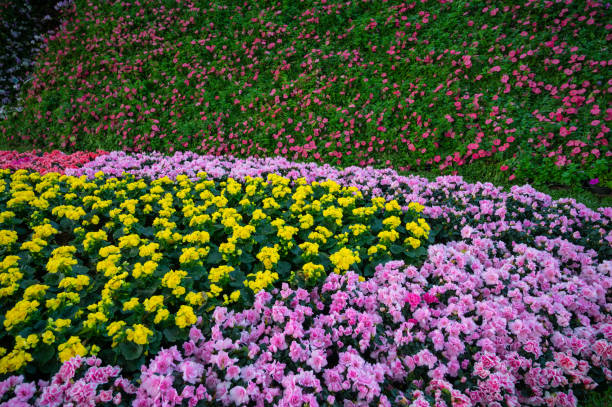 various kind of flowers grow in ornamental garden. - garden decoration stock pictures, royalty-free photos & images