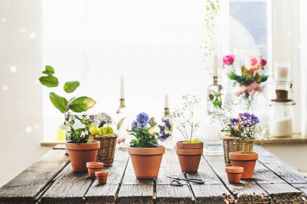 various potted flowers and plants in terracotta pots at rustic brown wooden table with window background and natural sunlight with bokeh - garden decoration stock pictures, royalty-free photos & images