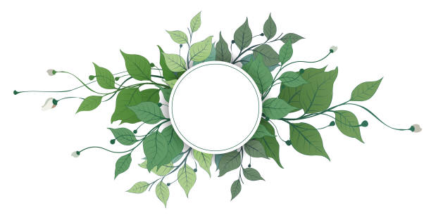 vector banners set with green leaves on white background. exotic botanical design for cosmetics, perfume, beauty salon, travel agency, florist shop. best as wedding invitation cards - garden decoration stock illustrations