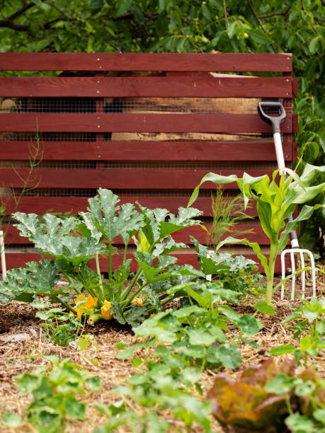 vegetable garden landscape with zucchini bush next to corn plant in the garden bed against red fence - garden decoration stock pictures, royalty-free photos & images