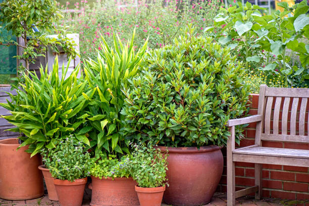 vegetable garden with wooden bench and terracotta plant pots with herbs - garden decoration stock pictures, royalty-free photos & images