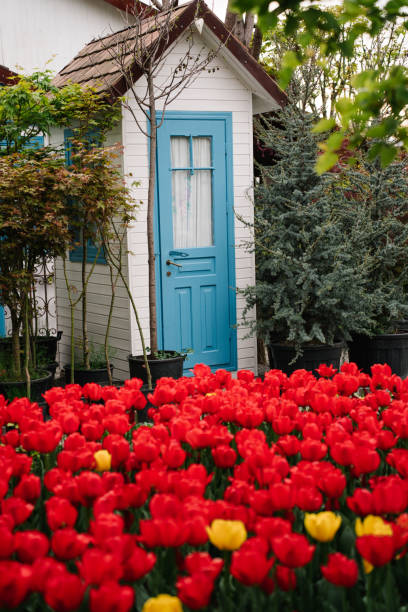 vibrant field of red tulips in spring garden. ornamental garden design elements. landscape design details. - garden decoration stock pictures, royalty-free photos & images