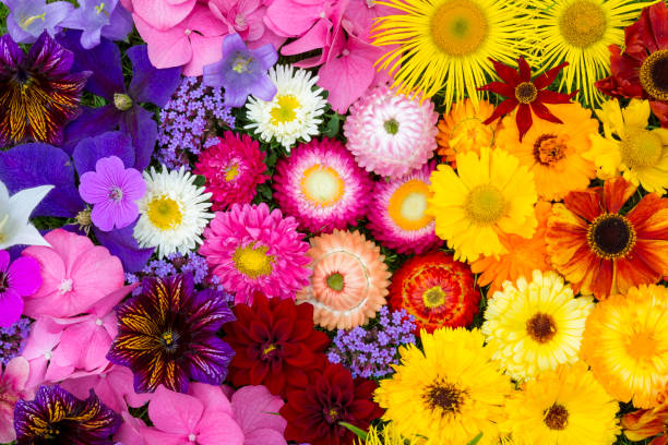 vibrant mixture of summer garden flowers - garden decoration stock-fotos und bilder