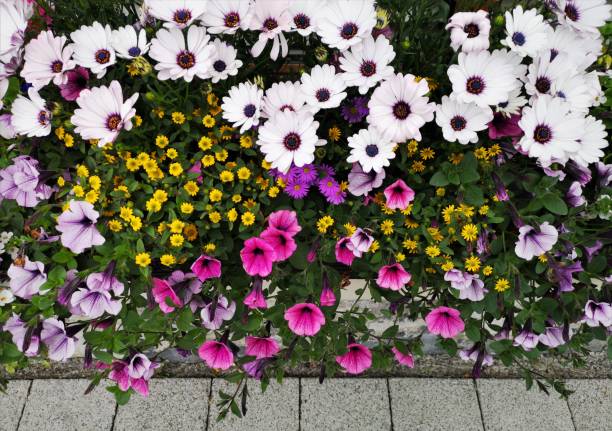 view from above of a gorgeous blossoming flower pot, patterned ground under it - garden decoration stock pictures, royalty-free photos & images