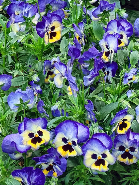 viola cornuta, known as horned pansy or horned violet - garden decoration stock pictures, royalty-free photos & images