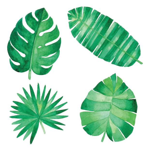 watercolor tropical leaves - garden decoration stock illustrations