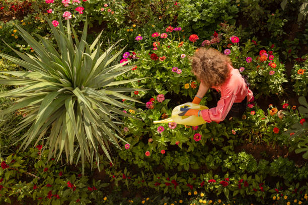 watering plants - garden decoration stock pictures, royalty-free photos & images