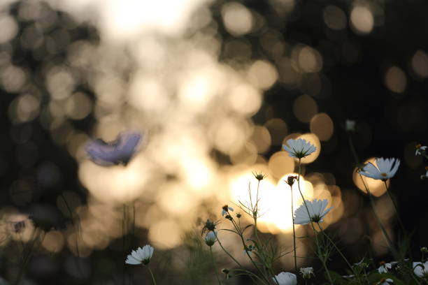 when i'm lonely - garden decoration stock pictures, royalty-free photos & images