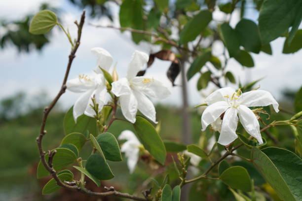 white flower blooming in garden nature background - garden decoration stock pictures, royalty-free photos & images