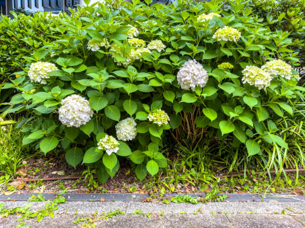 white hydrangea blooms - garden decoration stock pictures, royalty-free photos & images