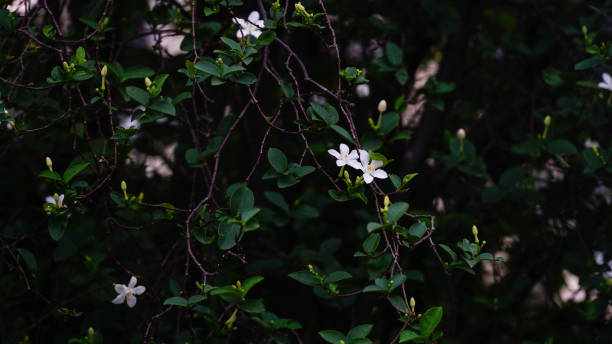 white jasmine 'wrightia antidysenterica' flower background - garden decoration stock pictures, royalty-free photos & images