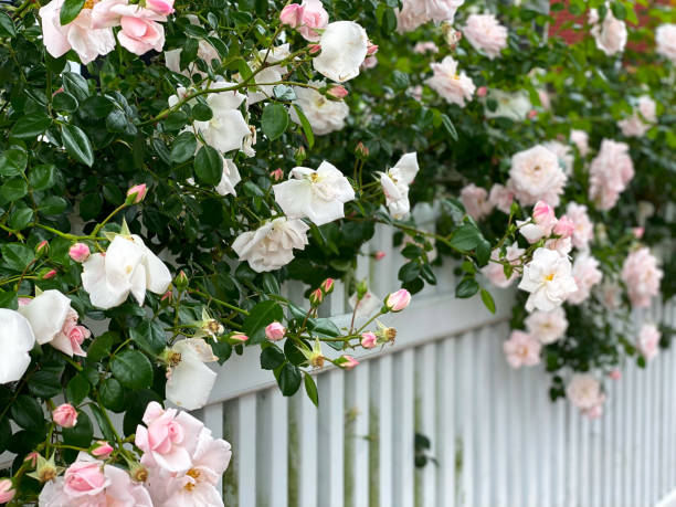 white picket fence overgrown with pink rose blossoms - garden decoration stock pictures, royalty-free photos & images