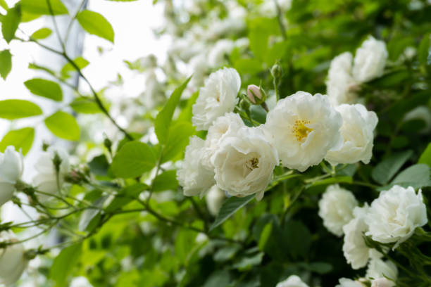 white roses, beautiful flower heads on bush in the nature - garden decoration stock pictures, royalty-free photos & images