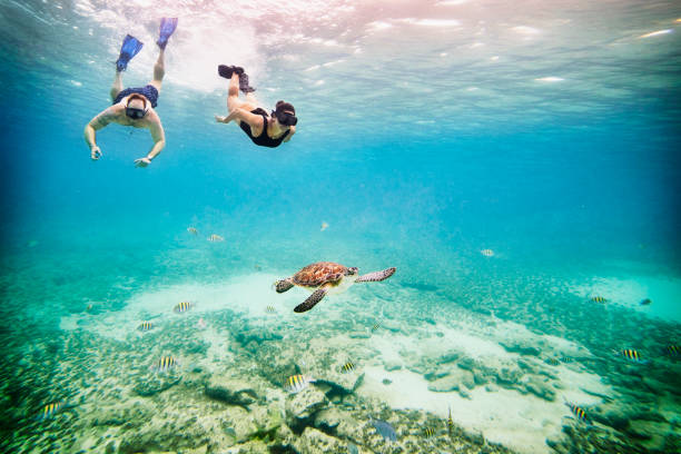 wide shot underwater view of couple snorkeling near sea turtle swimming in tropical sea - travel stock-fotos und bilder