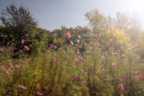 wild flower - garden decoration stock pictures, royalty-free photos & images