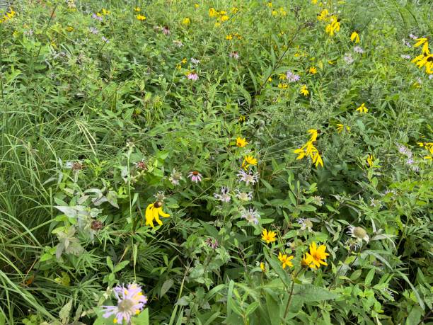 wild flower in a meadow - garden decoration stock pictures, royalty-free photos & images