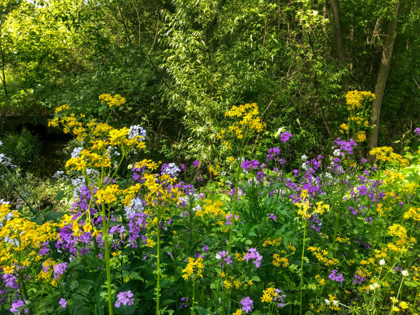 wild flowers in summer - garden decoration stock pictures, royalty-free photos & images