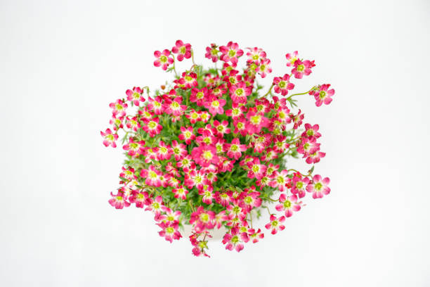 wild flowers (saxifraga) in a plant pot - garden decoration stock pictures, royalty-free photos & images
