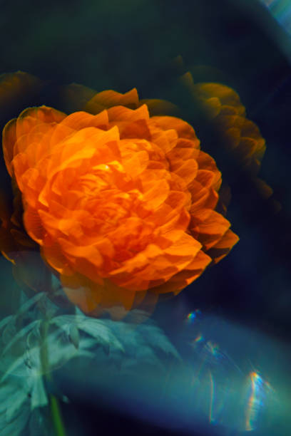 wild orange trollius flower with blur. macro close up, bokeh aqua background - garden decoration stock pictures, royalty-free photos & images