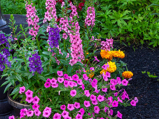 willowleaf angelon and surfinia - garden decoration stock pictures, royalty-free photos & images