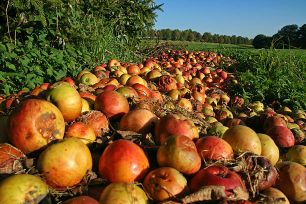 windfall - food stock pictures, royalty-free photos & images