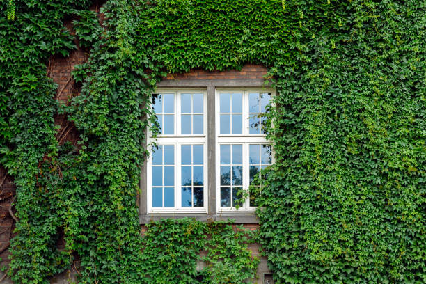 window surrounded by green ivy facade - garden decoration stock pictures, royalty-free photos & images