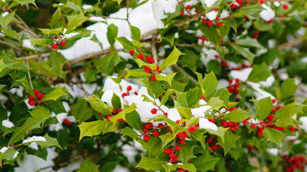winter natural background. holly tree with red berries covered in snow - garden decoration stock pictures, royalty-free photos & images