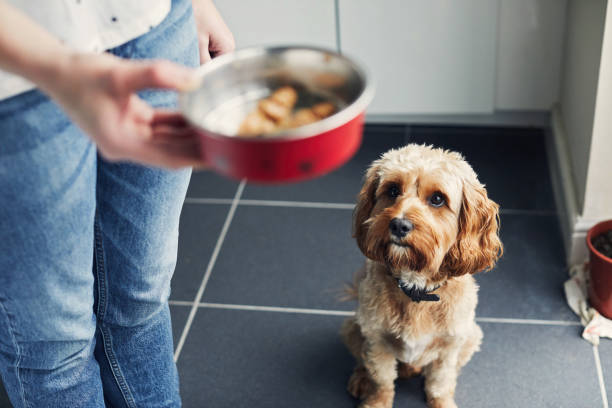 woman feeding her pet dog - food stock pictures, royalty-free photos & images