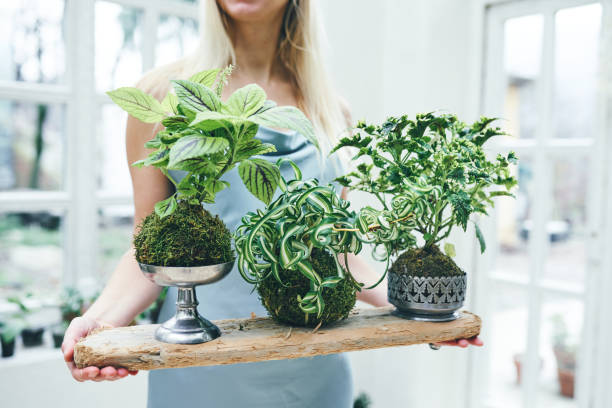 woman holding a tray of plants - garden decoration stock pictures, royalty-free photos & images