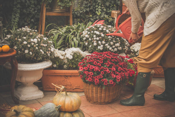 woman watering flowers and plants on back porch - garden decoration stock pictures, royalty-free photos & images