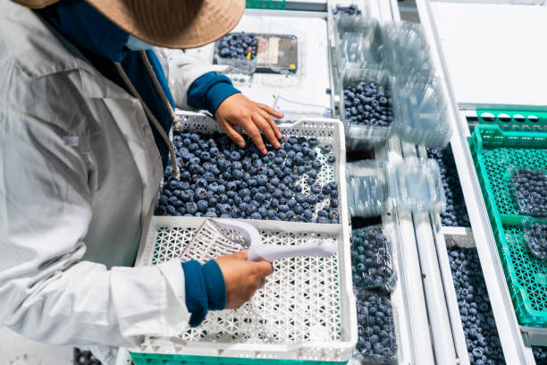 woman working at a blueberry factory doing quality control - food stock pictures, royalty-free photos & images