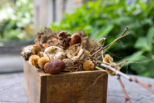 wooden garden tray filled with dry sycamore tree seed balls & wild mushrooms - garden decoration stock pictures, royalty-free photos & images