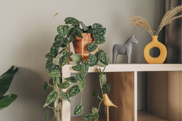 wooden shelving unit with interior accessories and houseplants on white wall - home decoration stock pictures, royalty-free photos & images