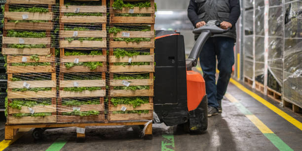 worker transporting crates of lettuce in warehouse - food stock pictures, royalty-free photos & images