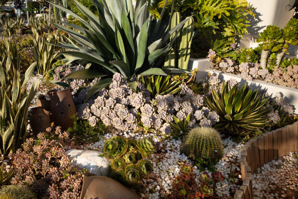yard catcus plants decoration - garden decoration stock pictures, royalty-free photos & images
