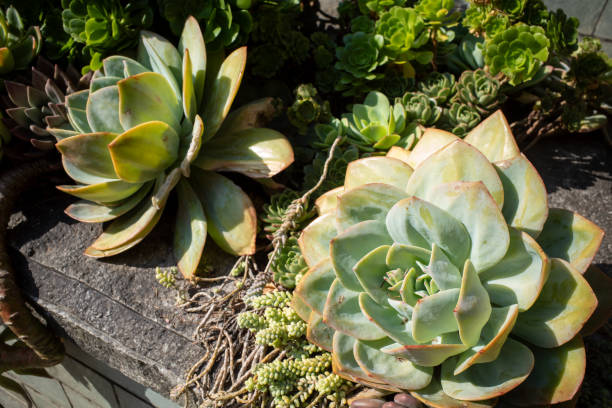 yard echeveria plants decoration - garden decoration stockfoto's en -beelden