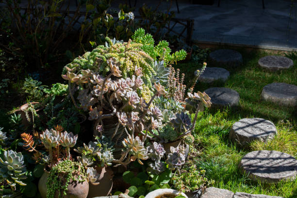 yard succulent plants decoration - garden decoration stock pictures, royalty-free photos & images