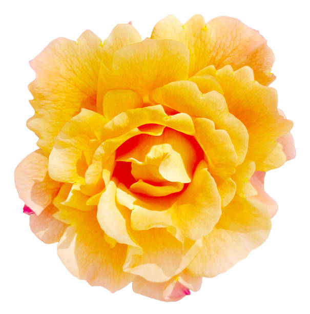 yellow rose with pink shades on white background - garden decoration stock pictures, royalty-free photos & images