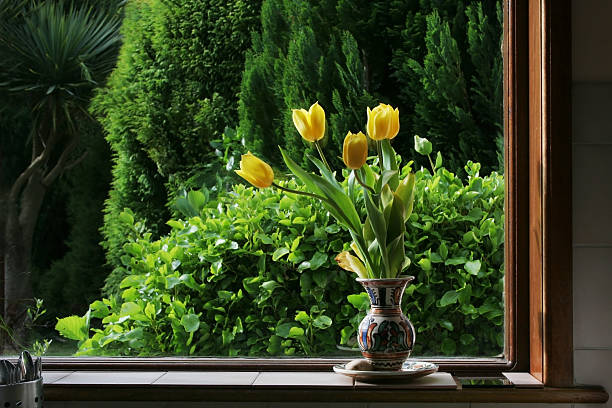 yellow tulips at kitchen window , spring time - garden decoration stock pictures, royalty-free photos & images