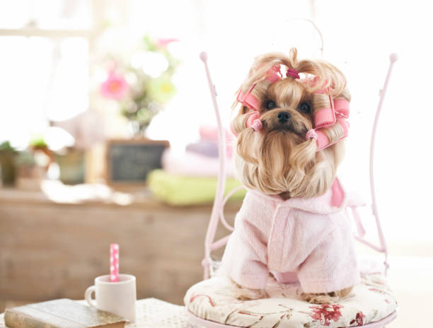 yorkshire terrier dog at the grooming salon - hairstyle stock pictures, royalty-free photos & images