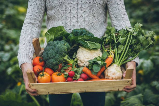 young farmer with crate full of vegetables - food stock pictures, royalty-free photos & images